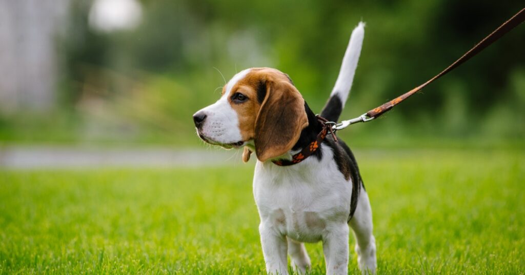 A beagle puppy is walking through bright green grass with one paw raised. A blurred meadow is in the background.