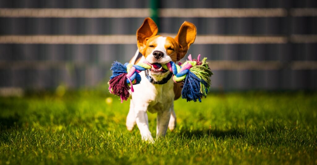 A beagle dog with pointed ears is running through a grassy field while carrying a multicolored rope toy.