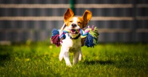 A beagle dog with pointed ears is running through a grassy field while carrying a multicolored rope toy.