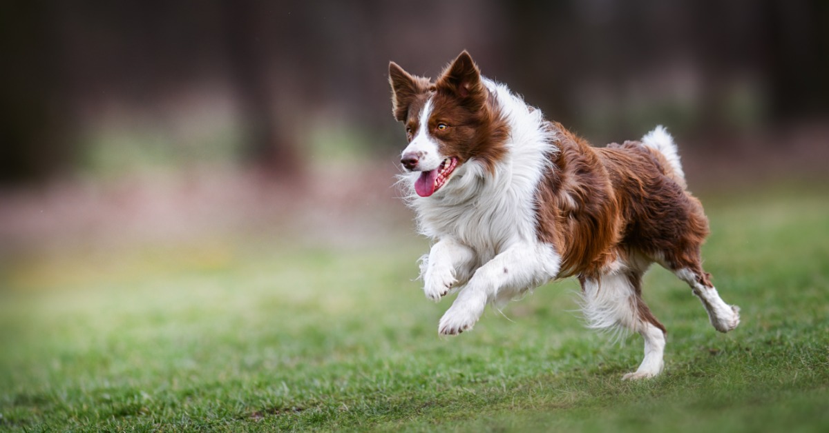 A brown and white dog is running across green grass with all four legs extended. The background is blurred.