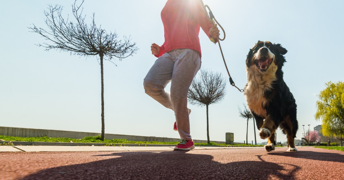 A young woman is running on a paved outdoor path with a large black, brown, and white dog on a leash.