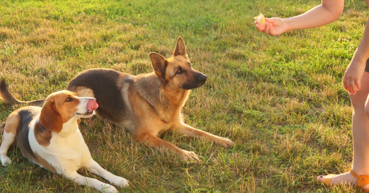 A beagle and a German shepherd are lying on a grassy field and looking up at a person holding a treat.