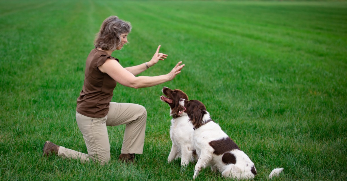A woman kneeling in front of two brown and white dogs holds her hands up. The dogs are sitting on a grassy field.