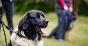 A black and white dog is sitting in a outside in a field and wearing a leash. Dogs and their owners stand in the background.