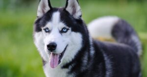 A Siberian husky with blue eyes is panting while standing in a green field. Foliage is blurred in the background.