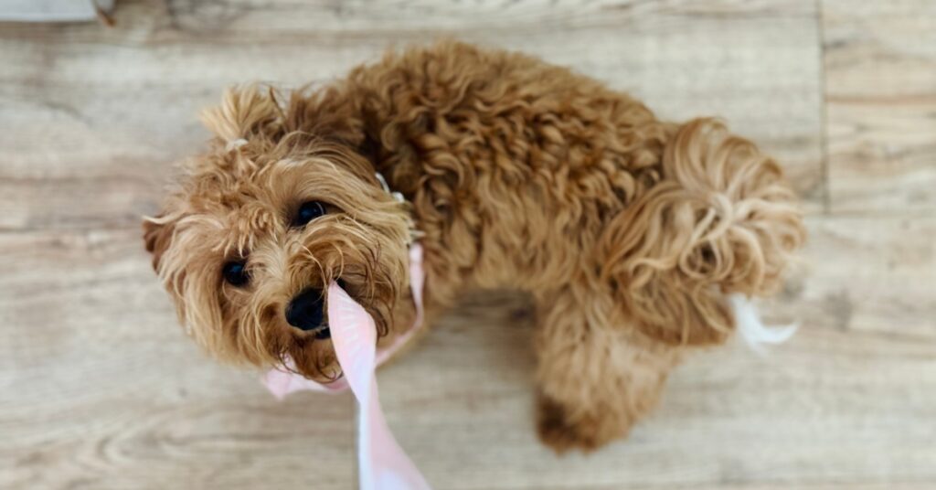 A small dog with curly brown fur is chewing on a pale pink leash while standing on light wood flooring and looking up.