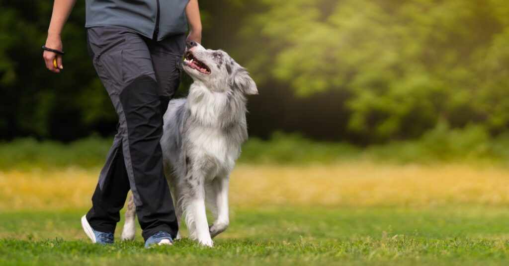 A gray and white dog is walking and looking up beside a person in dark athletic clothing on a grassy field.