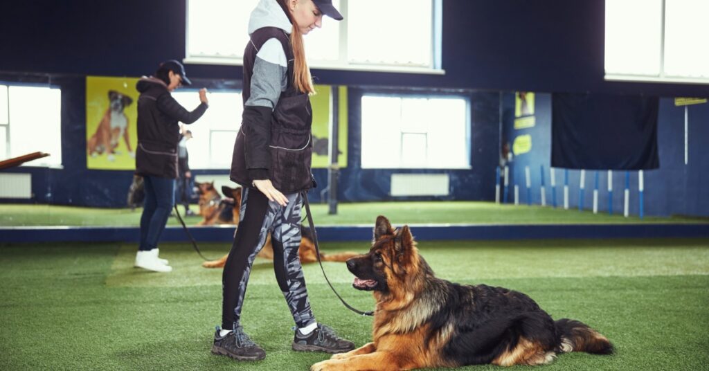 A woman standing near a large brown and black dog lying on green turf in an indoor training room with windows.