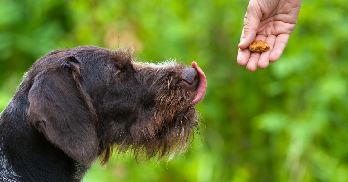 A brown dog licking its lips while facing an outstretched hand holding a treat against a green leafy background.