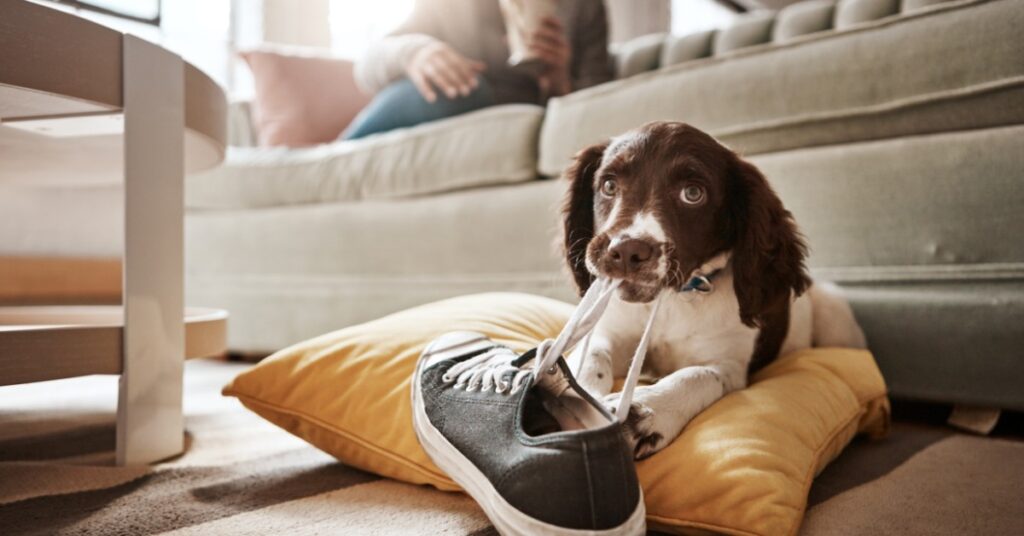 A brown and white puppy is chewing on a black sneaker on a yellow cushion. A person is sitting on the sofa in the background.