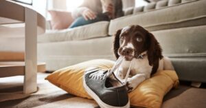 A brown and white puppy is chewing on a black sneaker on a yellow cushion. A person is sitting on the sofa in the background.