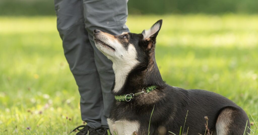 A black and tan dog wearing a green collar is lying on a grassy surface beside a person's legs. The dog is looking upward.