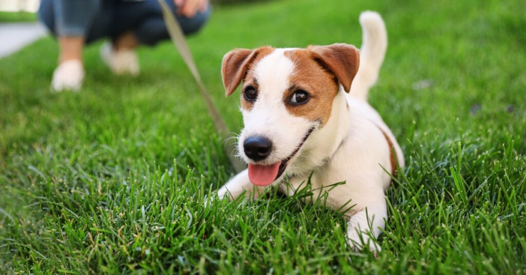  A small white and brown dog is lying in the grass with its tongue out. A person holding a leash is in the background.