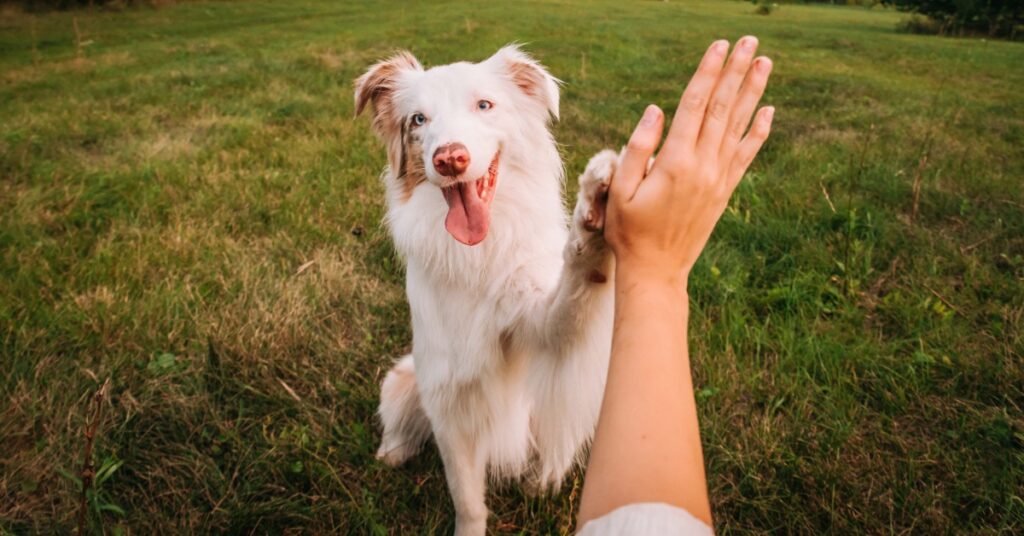 A white and tan dog is sitting in a grassy field while holding its paw up. A person pressed their hand against the dog's paw.