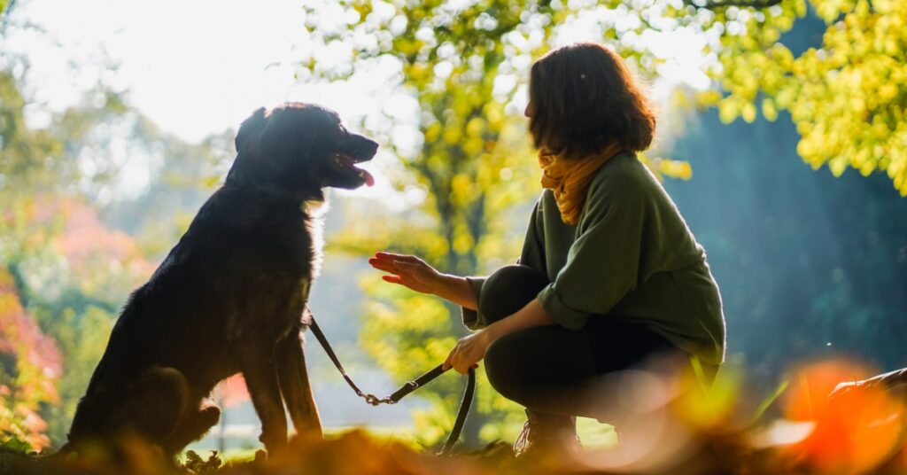 A woman crouches down while carrying a leash and holding out a hand to a seated dog on a hill shaded by trees.