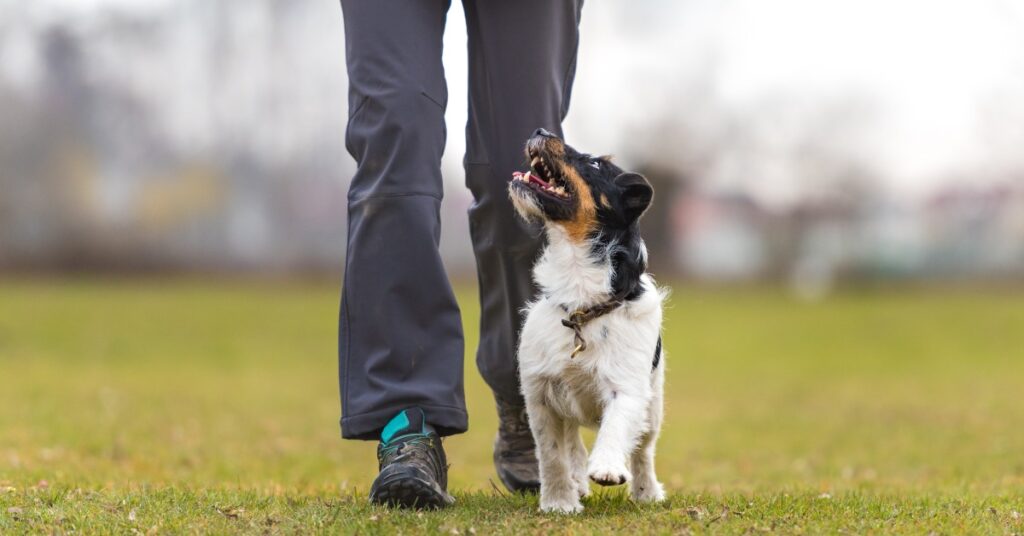 A small black, white, and tan dog trots on path beside a person in dark pants. The dog looks upward with its mouth open.