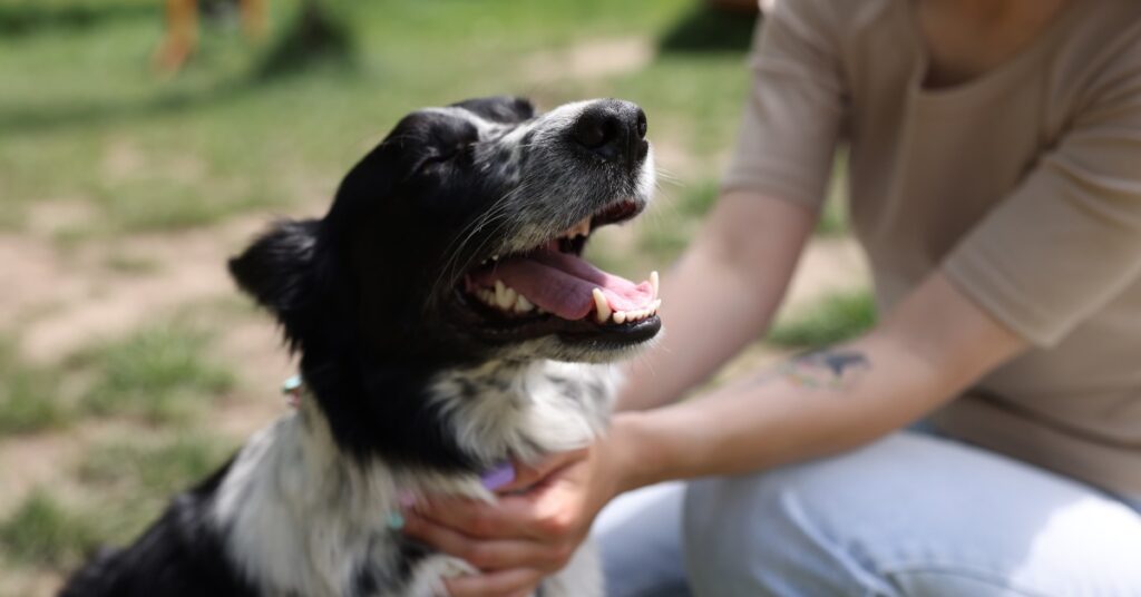 A woman sits beside and pets the neck of a black and white dog in a field. The dog looks upward while panting