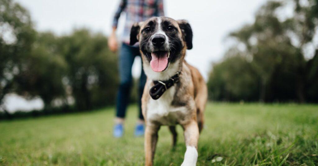A tan, white, and black dog wearing a collar runs through a vast field. A person stands in the background.