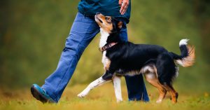 A black and tan dog with small white spots is trotting beside and looking up at a person in a field.