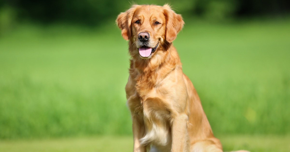 A golden retriever sitting in a grassy field has its tongue out while panting. Trees are blurred in the background.