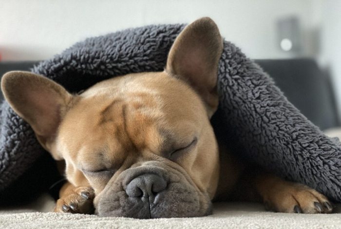 french bulldog, dog, animal